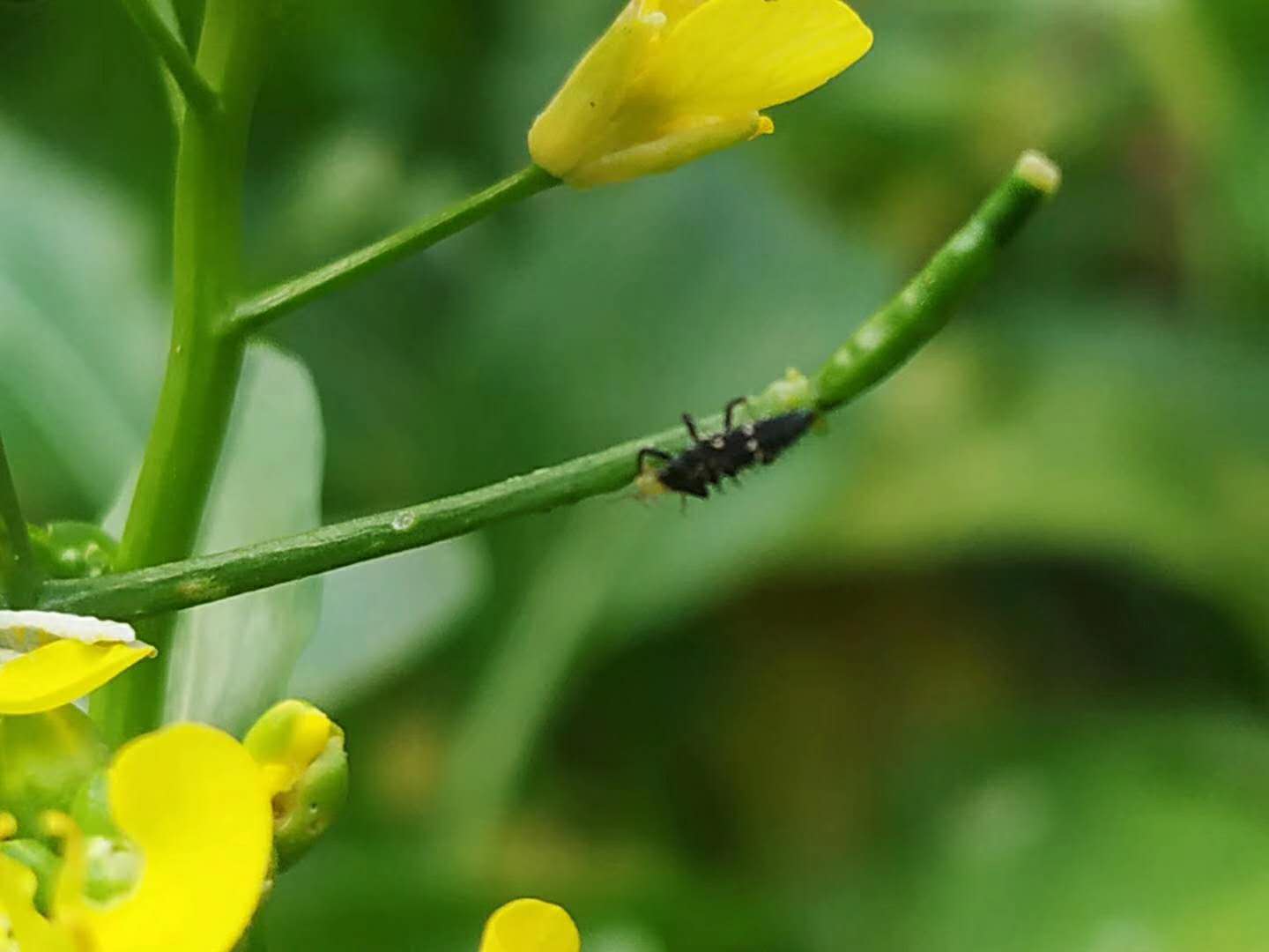 师兄师姐说专业 我为专业代言之生态学专业